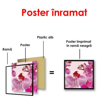 Постер - Розовые орхидеи на розовом фоне, 100 x 100 см, Постер в раме, Цветы