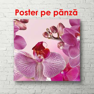 Poster - Orhidee roz pe un fundal roz, 100 x 100 см, Poster înrămat, Flori