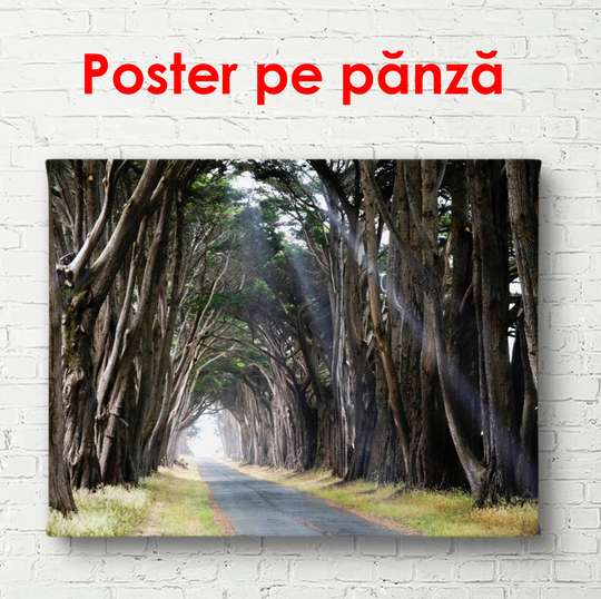 Poster - Pădurea de toamnă, 90 x 60 см, Poster înrămat