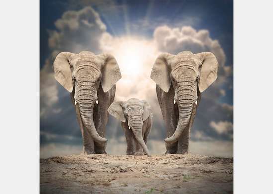Fototapet - Elefanți pe fundalul cerului însorit