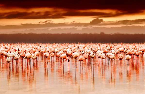 Paravan cu flamingo roz la apusul soarelui., 7