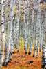 Poster - Birches, 60 x 90 см, Framed poster on glass, Art