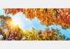 Wall Mural - Autumn forest and clear sky