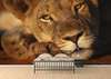 Wall Murall - Sad tiger