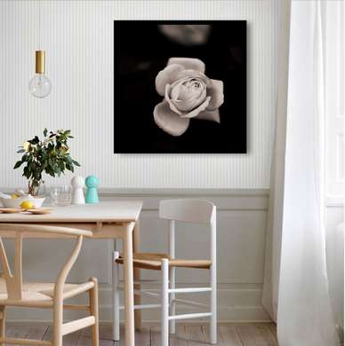 Poster - Trandafirul delicat pe un fundal negru, 100 x 100 см, Poster înrămat, Flori