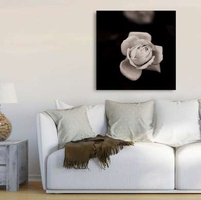 Постер - Нежная роза на черном фоне, 100 x 100 см, Постер в раме, Цветы