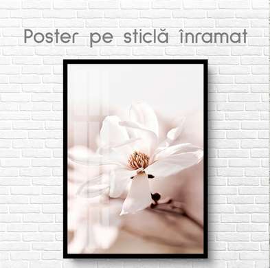 Poster - Magnolie delicată, 60 x 90 см, Poster inramat pe sticla, Flori