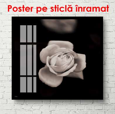 Poster - Trandafirul delicat pe un fundal negru, 100 x 100 см, Poster înrămat, Flori