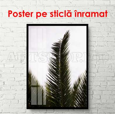 Poster - Palma, 60 x 90 см, Poster înrămat, Alb Negru