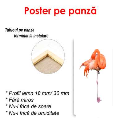 Poster - Flamingo pe fundal alb, 30 x 60 см, Panza pe cadru