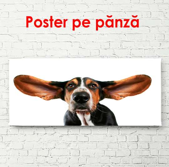 Poster, Câine pe un fundal alb, 90 x 60 см, Poster înrămat