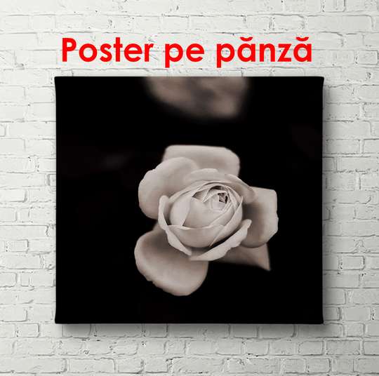Постер - Нежная роза на черном фоне, 100 x 100 см, Постер в раме