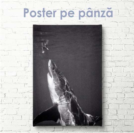Постер - Акула, 30 x 60 см, Холст на подрамнике