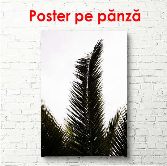 Poster - Palm, 60 x 90 см, Framed poster, Black & White