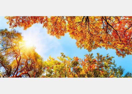Wall Mural - Autumn forest and clear sky