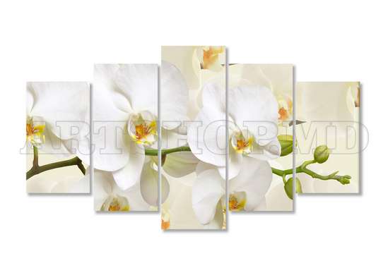Модульная картина, Белая орхидея на бежевом фоне., 108 х 60