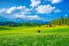 Фотообои - Пейзаж с зеленой травой и синем небом