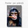 Poster, Monkey with a pipe, 60 x 90 см, Framed poster on glass, Animals