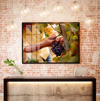 Poster - Grapes in the hands of a man, 90 x 60 см, Framed poster, Food and Drinks