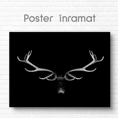 Poster, Coarnele, 90 x 60 см, Poster inramat pe sticla, Animale