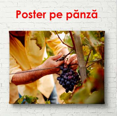 Poster - Grapes in the hands of a man, 90 x 60 см, Framed poster, Food and Drinks