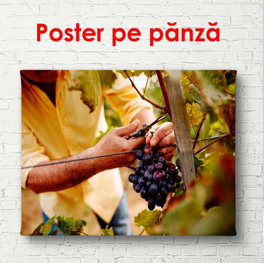 Постер - Виноград в руках мужчины, 90 x 60 см, Постер в раме, Еда и Напитки