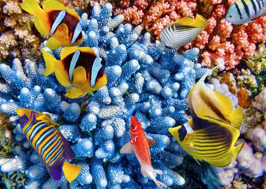 Fototapet - Lumea subaсvatică în culori vii 