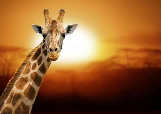 Wall Murall - Giraffe at sunset background