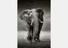 Фотообои - Слон в черно-белом