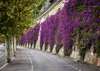 Wall Mural - Violet flowers