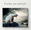 Poster, Polar bear, 90 x 60 см, Framed poster on glass, Animals
