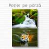 Poster, Tiger in the water, 30 x 45 см, Canvas on frame