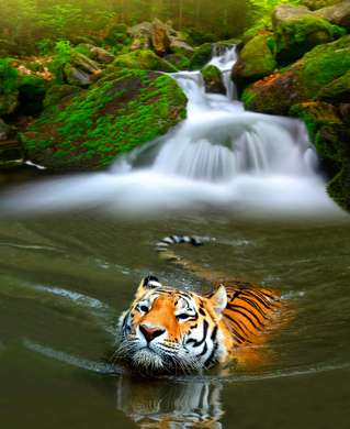 Poster, Tiger in the water, 60 x 90 см, Framed poster on glass, Animals