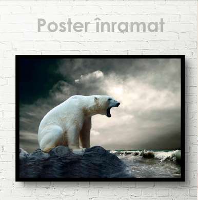 Poster, Polar bear, 90 x 60 см, Framed poster on glass, Animals