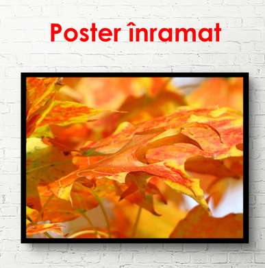 Poster - Autumn leaves, 90 x 60 см, Framed poster, Nature