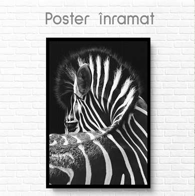 Poster, Zebră, 30 x 45 см, Panza pe cadru