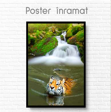 Poster, Tigru în apă, 60 x 90 см, Poster inramat pe sticla