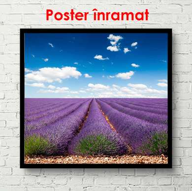 Poster - Beautiful day in the lavender field, 100 x 100 см, Framed poster