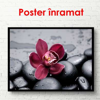 Poster - Burgundy orchid flower on black stones, 90 x 60 см, Framed poster, Flowers