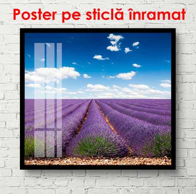 Poster - Beautiful day in the lavender field, 100 x 100 см, Framed poster