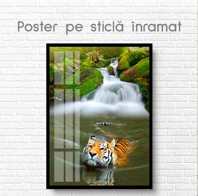 Poster, Tigru în apă, 60 x 90 см, Poster inramat pe sticla