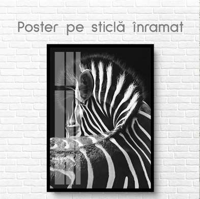 Poster, Zebră, 60 x 90 см, Poster inramat pe sticla