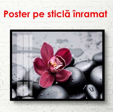 Poster - Orhideea de culoare burgundă pe pietre negre, 90 x 60 см, Poster înrămat, Flori