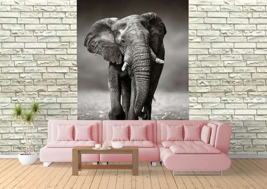 Fototapet - Elefantul în culori alb-negru