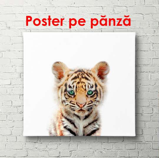 Poster - Tigru pe fundal alb, 100 x 100 см, Poster înrămat, Pentru Copii