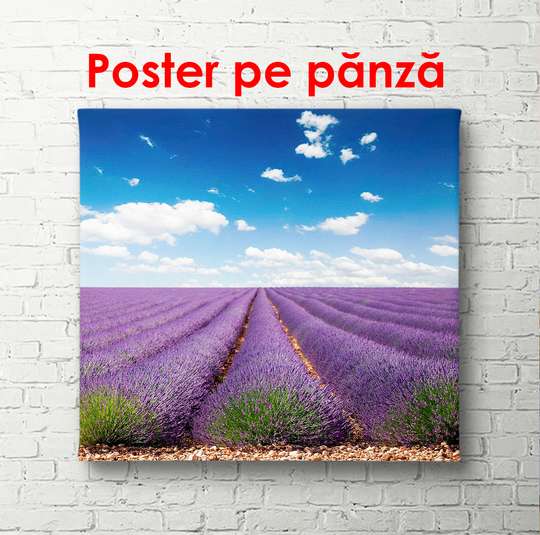 Poster - O zi frumoasă în câmpul de lavandă, 100 x 100 см, Poster înrămat