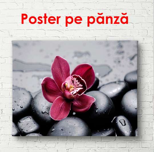 Постер - Бордовый цветок орхидеи на черных камнях, 90 x 60 см, Постер в раме