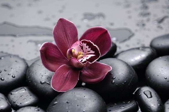 Постер - Бордовый цветок орхидеи на черных камнях, 90 x 60 см, Постер в раме, Цветы
