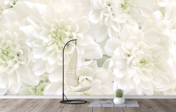 Фотообои - Белые хризантемы