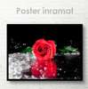 Poster - Trandafir roșu aprins, 45 x 30 см, Panza pe cadru, Flori